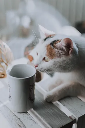 可爱三色花猫图片