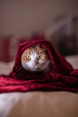 呆萌宠物猫咪图片