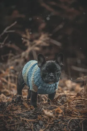 黑色可爱小法斗犬图片