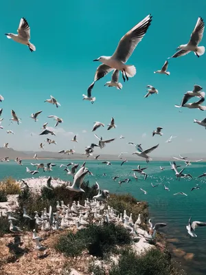 一群海鸥在天空中飞翔图片第1张