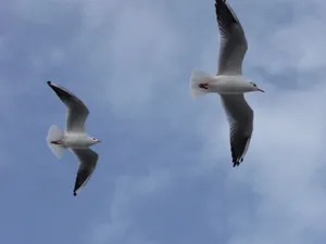 海鸥飞翔高清图片_1
