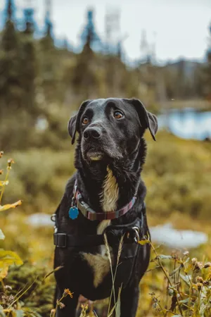 可爱黑色田园犬图片