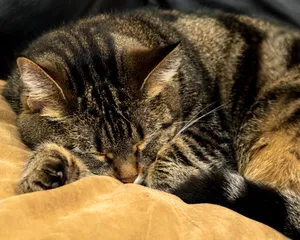 猫咪享受睡觉的图片