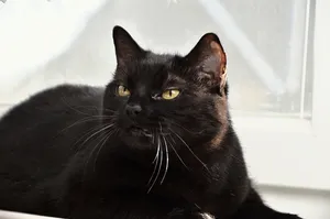 高冷黑色猫咪图片