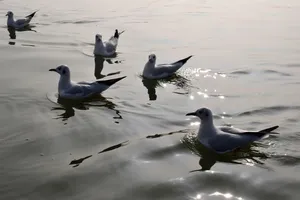 海鸥游水图片_1