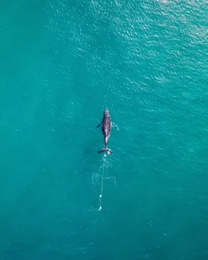 蓝色大海小海豚图片