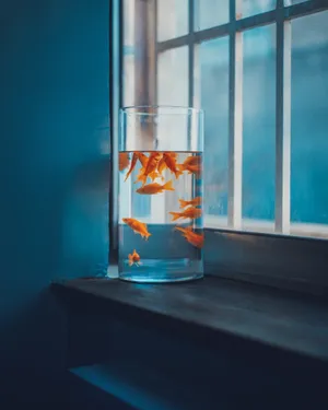 红金鱼观赏鱼图片第1张
