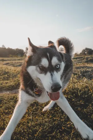 可爱纯种哈士奇犬图片