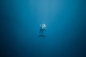 蓝色大海可爱海豚图片