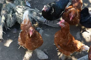 家养鸡群图片_1