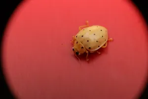 昆虫瓢虫图片_1