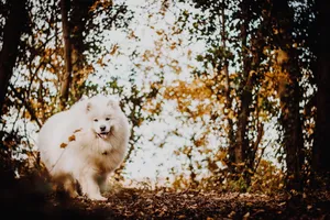 白色萨摩耶犬图片_1