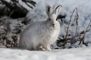 雪地兔子图片