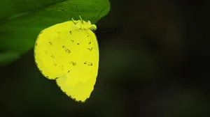 黄色蝴蝶摄影图片第1张