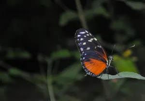 花蝴蝶唯美高清图片