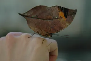 手中的枯叶蝶图片_1