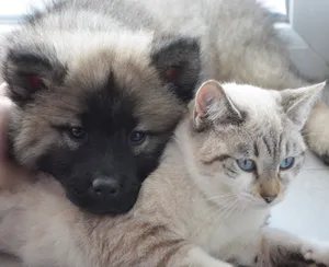 可爱小猫小狗卖萌图片