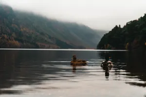 两只鸭子浮水图片