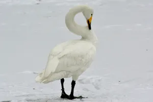 雪地上的大白鹅图片