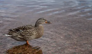 水中的鸭子图片