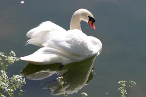 白天鹅浮水高清图片