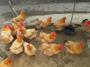 家禽小鸡图片下载_1