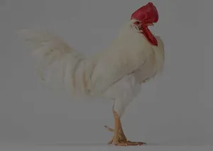 家禽