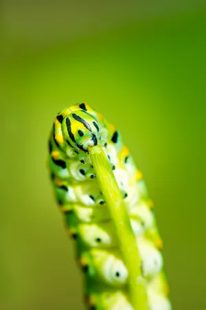 蝴蝶虫图片_1