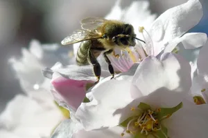 花朵上采蜜的蜜蜂图片