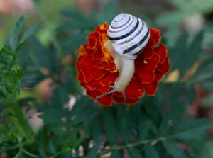 花朵上的小蜗牛图片第1张