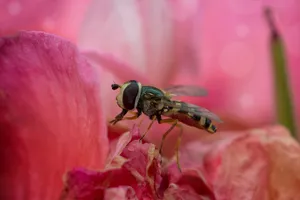 花朵上采蜜蜜蜂图片