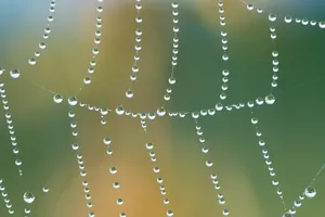 水珠串蜘蛛网图片_1
