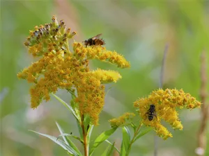 黄蜂采花蜜图片_1