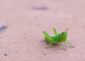 绿色透明的蝗虫图片第1张