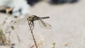 蜻蜓休息图片_1