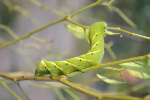 绿色虫子图片_1