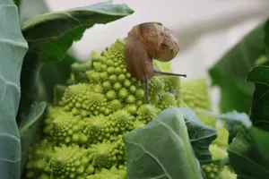 绿色蔬菜上的蜗牛图片_1
