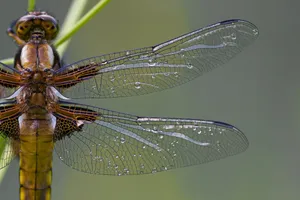蜻蜓图片素材
