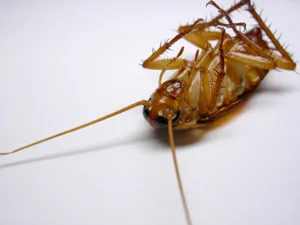 蟑螂图片第1张