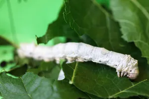 高清蚕图片素材_1
