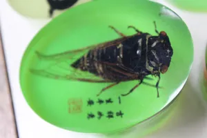 高清蝉图片下载第1张