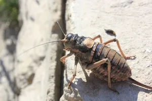 昆虫高清图片下载第1张