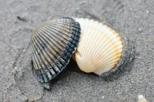 海滩漂亮贝壳图片