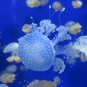 蓝色半透明水母图片