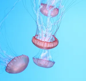 水族馆漂亮水母图片_1