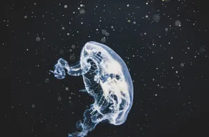 海洋透明水母图片_1