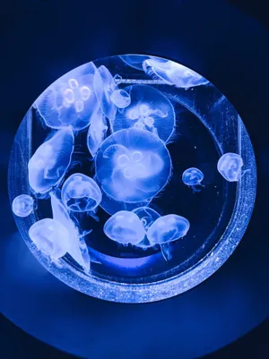 桃花透明水母图片_1