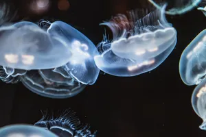 海中透明水母图片_1