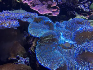 海洋珊瑚礁图片