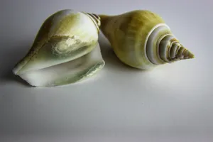 两个海螺摄影图片_1